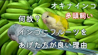 インコ全般/フルーツを勧める理由/多頭飼いでフルーツをあげると。。。/インコに勧めるフルーツ5選と効能💕🦜