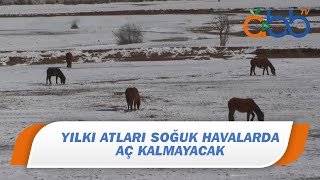 ‘Yılkı Atları Soğuk Havalarda Aç Kalmayacak’ | İbradı