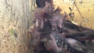 Mass of Mudminnows!
