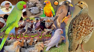 Birds Largest Market In Peshawar New Updates 2024 | Pigeon Price | Khyber Social Tv