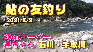 【鮎の友釣り】石川県手取川 20㎝オーバーが連ちゃん