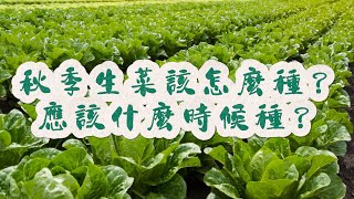 秋季生菜該怎麼種？生菜應該什麼時候種？#生菜 #关注我一起学种菜 #自己种的纯天然的绿色蔬菜 #我的小菜园 #种植小技巧