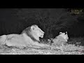 lions waiting in line to drink water at ol donyo lodge live kenya part 1 africam.com