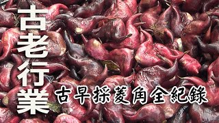 古早採菱角全紀錄