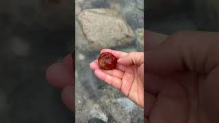 赤と黄色が混ざったジャスパー　Red and Yellow jasper #shorts #asmr #ジャスパー #石拾い#rockhounding