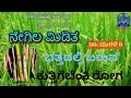 ನೇಗಿಲ ಮಿಡಿತ ಭತ್ತದ ಬೆಳೆಯಲ್ಲಿ ಕುತ್ತಿಗೆ ಬೆಂಕಿರೋಗ ಡಾ. ಮುರುಳಿ b