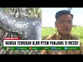 Ular Piton Sepanjang 11 Meter Ditemukan Warga di Sungai Sei Dua Hulu