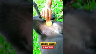 අනේ පවු කොල්ල😂🤣  #funny #viral #trending