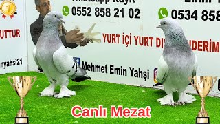 🔴 Şampiyonlar Ligi Efsane Oyun Kuşu Mezatı ‼️ Emin Yahşi Canlı Mezat #oyunkuşu #canlımezat ✅