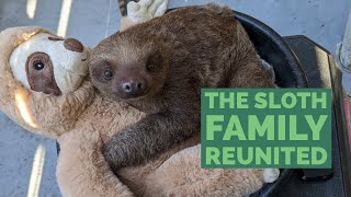 Baby Sloth Meets Father: the Sloth Family is Reunited!