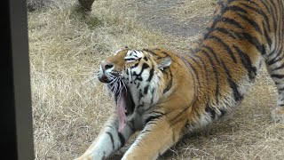 アムールトラ　アースくん　のんびりリラックスです　【のんほいパーク】Amur tiger Earth-kun Toyohashi Zoo