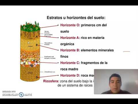 Horizontes Del Suelo - YouTube