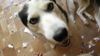 Хаски устроили погром(Husky).Yuki North\u0026Kai mess in home