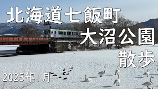 北海道　七飯町　駒ケ岳と白鳥の大沼公園　散歩　Hokkaido Nanae-cho Onuma