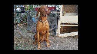 Rusty the jealous Vizsla- super funny! (vizla)