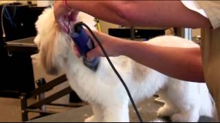 How to Groom a Lhasa Apso with a Clipper