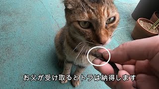 父に何度もお土産を持って帰る娘猫の一日