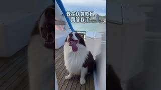 狗狗鱼仔：我今天要当海鱼😂#狗狗 #鱼仔是真的狗