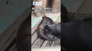 【カリフォルニアアシカ】チャパの授乳【サンシャイン水族館 】 #Shorts