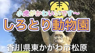 しろとり動物園・今日は動物達のランチタイム〜人気のホワイトタイガーもいますよ〜 志村どうぶつ園で相葉くんも行ってましたよー・香川県東かがわ市松原