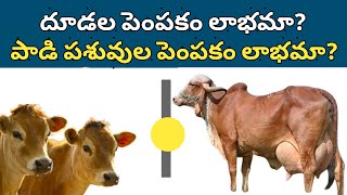 Calf rearing is better than dairy farming దూడల పెంపకం లాభమా? పాడి పశువుల పెంపకం లాభమా?