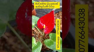 බැංකොක් ඇන්තූරියම් වර්ග මල් සමඟ | beautiful anthurium | anthurium wagawa