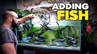 ADDING FIRST FISH to 4ft Ecosystem Aquarium Build (EP4) | MD Fish Tanks