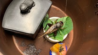 油葫芦在陶罐里鸣叫  Field Cricket (Teleogryllus) chirping in jar