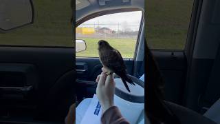 American Kestrel falcon gets her face grabbed by an invasive European Starling!