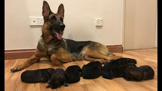 German shepherd Giving birth to 9 puppies -  (First Litter)