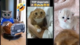 Cat videos 🐈‍⬛ cats meowing 😾 #FunnyCats #5381