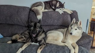 The Huskies Are HAPPY To Be HOME! (And We have ROCKS!)