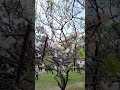 台灣台北市中正紀念公園梅花_chiang kai shek memorial park plum blossom taipei taiwan_20240214 中正紀念堂 台北景點 台北旅遊