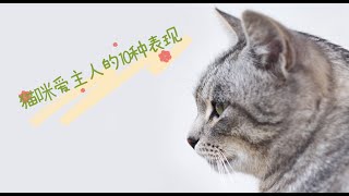 猫咪爱主人的10种表现