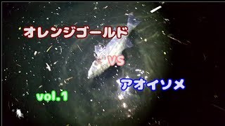 夜の河口にイソメをぶっ込んできた。ゴールドオレンジvsアオイソメvol.1