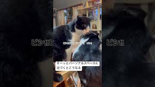 猫のパーソナルスペースとはこう言うもの