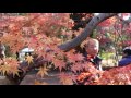 《4k》平林寺の紅葉2016