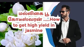 மல்லிகை பூ வில் அதிக மகசூல்? How to get higher yield in jasmine flower