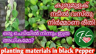 Planting materials in black pepper. കുരുമുളക് നടീൽ വസ്തു നിർമ്മാണ രീതി