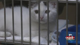 Walk-in adopters welcome at Humane Society