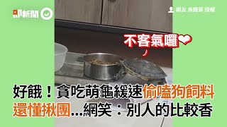 好餓！貪吃萌烏龜緩速偷嗑狗飼料還懂揪團 網：別人的比較香｜寵物｜偷吃｜動作緩慢