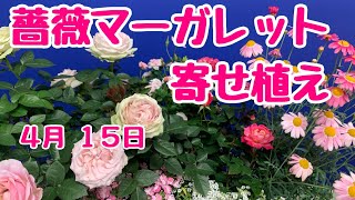 薔薇ばらミニバラとマーガレットの寄せ植え　#プランツギャザリング