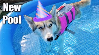 My Husky Has a Swimming Pool Party For Her Birthday!