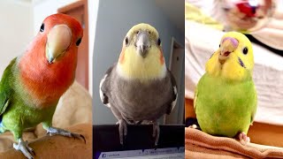 FUNNY AND CUTE PARROTS - TRY NOT TO LAUGH!! ❤️🦜