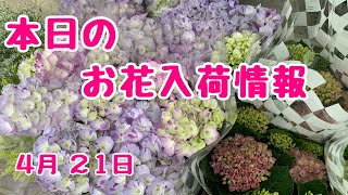 本日のお花入荷情報🌸