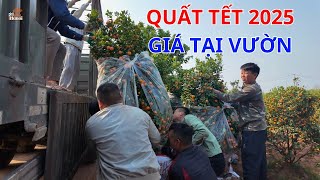 Sốc với giá quất Tết 2025 tại vườn: Tăng hay giảm so với năm ngoái