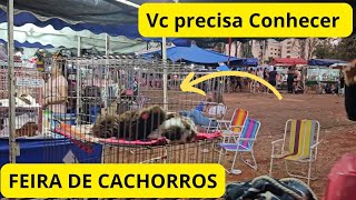 FEIRA DOS ANIMAIS (CACHORROS) FEIRA DO SOL GOIÂNIA-GOIÁS