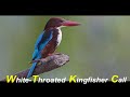 White Throated Kingfisher Call/Sound | Kingfisher Call | Kingfisher Sound | Common Kingfisher