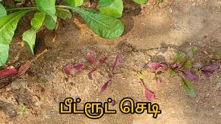 வீட்டுத் தோட்டத்தில் 12 காய்கறி செடிகள் house garden 12 vegetables plants