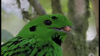 The Borneo Endemic : Whitehead's Broadbill (Calyptomena whiteheadi)